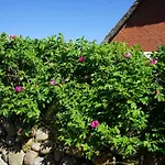 Dikstig - D8r - In Auf Sylt By Interhome Daire